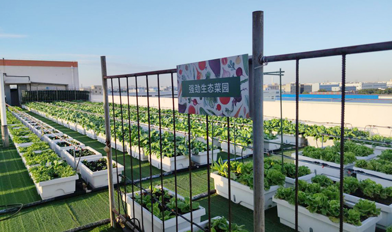 強(qiáng)勁生態(tài)菜園