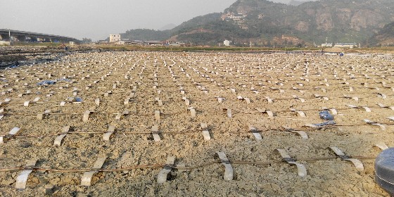 真空預(yù)壓軟基處理技術(shù)指標(biāo)