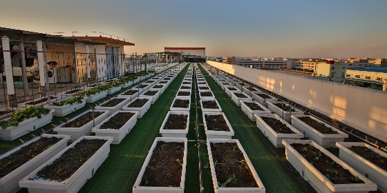 強(qiáng)勁生態(tài)菜園