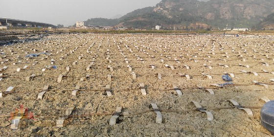 真空預(yù)壓軟基處理質(zhì)量管理